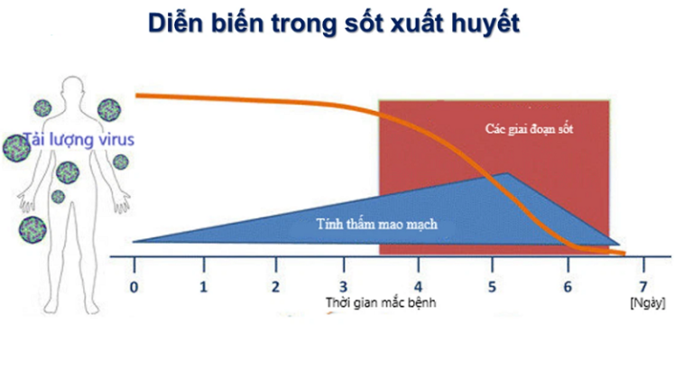 Sốt Xuất Huyết Vì Sao Khỏe Rồi Tử Vong